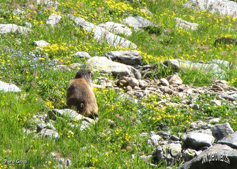 37 Marmotta nel verde.jpg